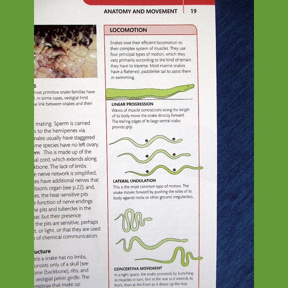 Book - Snake: The Essential Visual Guide by Chris Mattison - Picture 11 of 16